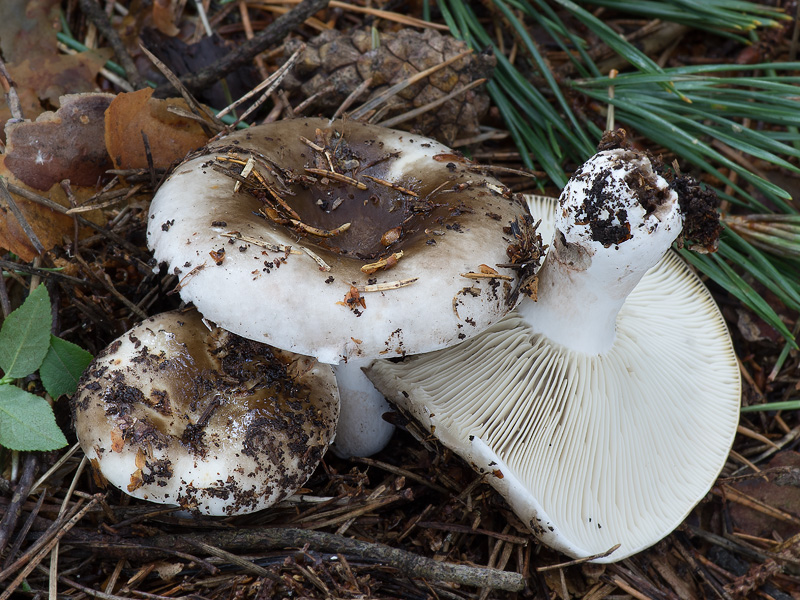 Russula densifolia